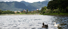 Patos Nadando En El Lago Del Parque Simón Bolivar En Bogotá, Colombia - Rascacielos Del Centro Al Fondo
