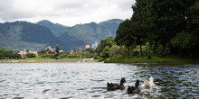 Patos Nadando En El Lago De Un Parque Con La Ciudad Y Las Montañas De Fondo - Parque Simón Bolivar, Bogotá, Colombia