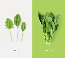 Wall Mural - Creative layout made of spinach. Flat lay. Food concept. Macro concept.