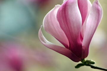  lovely magnolia blossom in springtime