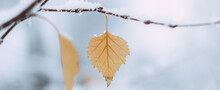 Yellow Leaves And Birch Catkins Covered First Snow. Winter Or Late Autumn, Beautiful Nature, Frozen Leaf On A Blurred Background, It's Snowing. Natural Seasonal Tree Branches Close-up. Photo Banner