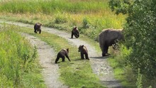 Four Bear Cubs Playing While Mama Bear Watches Close By, 4K60