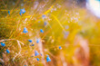 Abstract soft focus sunset field landscape of blue flowers and grass meadow warm golden hour sunset sunrise time. Tranquil spring summer nature closeup and blurred forest background. Idyllic nature