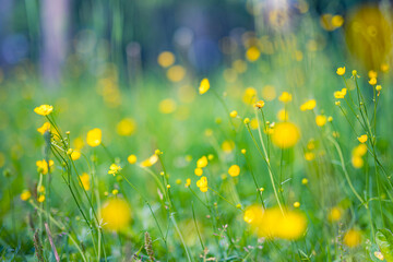 Wall Mural - Abstract soft focus sunset field landscape of yellow flowers and grass meadow warm golden hour sunset sunrise time. Tranquil spring summer nature closeup and blurred forest background. Idyllic nature