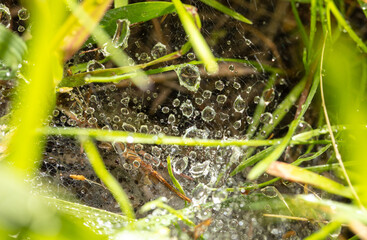Wall Mural - Drops of water on a cobweb in nature.