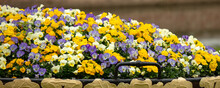 Yellow And Blue Flowers In A Flower Bed.