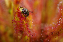 Insect On A Sundew Leaf (Drosera Anglica), Norway