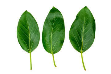 banyan tree leaves isolated on white background. natural green leaf