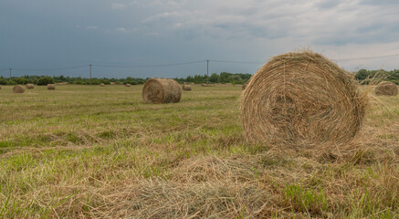 hay in rolls on the field, against the background of a blue sky with clouds