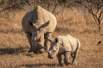 Wall Mural - white rhinoceros with a calf (ceratotherium simum), hluhluwe – imfolozi game reserve, south africa.