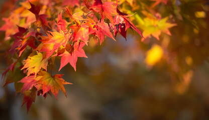 Wall Mural - Beautiful landscape with tree and fall foliage in autumn season, Japan.