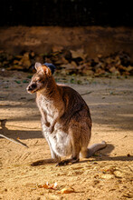 Wallaby In A Zoo, Name For Any Of The Species Of Diprotodont Marsupials In The Family Macropodidae That Is Not Large Enough To Be Considered A Kangaroo.