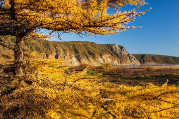 Beautiful autumn landscape. View through the branches of yellowed larch to the sea coast, tundra and mountains. Northern nature. Magadan Region, Russia. Shallow depth of field. Blurred background.