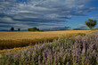 Champs de blé avant l'orage