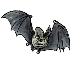 bat