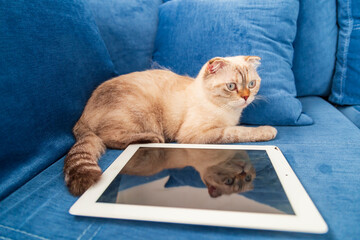 Wall Mural - Scottish fold cat sitting on blue armchair with ipad