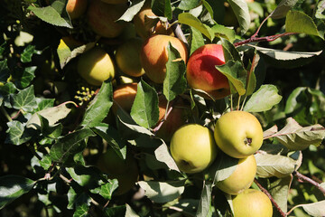 Poster - A ripe apple on the tree in autumn season