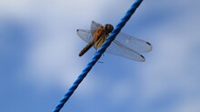 Dragonfly Resting On A Branch