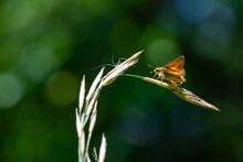 Butterfly On Grass Stalk Large Skipper Ochlodes Sylvanus