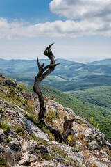 Wall Mural - Dead tree, Little Carpathians, Slovakia