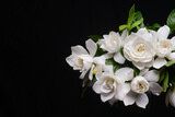 Blooming gardenia jasmine flower with jasmine leaves on black background,border 