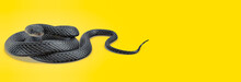 3d Illustration Of Black Snake On Colored Background 