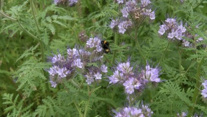 Wall Mural - Hummeln und Bienen in einer Schmetterlingswiese 