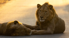 A Coalition Of Two Lions Resting On The Road In Golden Light