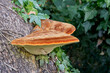 Inonotus hispidus, shaggy bracket, a fungus growing on apple tree bark