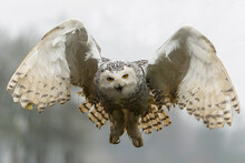 Snowy Owl (Bubo Scandiacus)  Flying On A Light Rainy Day In The Winter In The Netherlands          