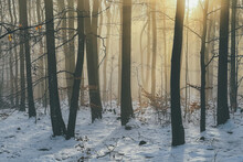Winter Forest In The Fog