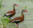 black bellied whistling duck - Dendrocygna autumnalis - pair standing and resting in shallow pond edge