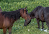 Fototapeta Konie - Wild horses of Paynes Prairie in Gainesville , Florida U.S.A.