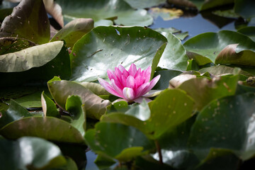 water lily in bloom