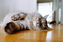 Gray Fluffy Long-haired Domestic Cat With Green Eyes Lies On Parquet Floor Of Apartment, Resting Lazily