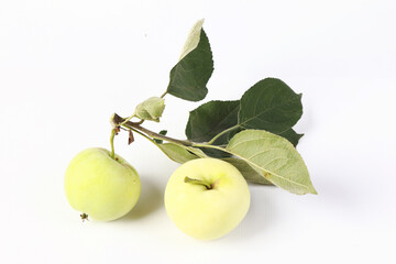 Sticker - ripe apples on a branch in the studio