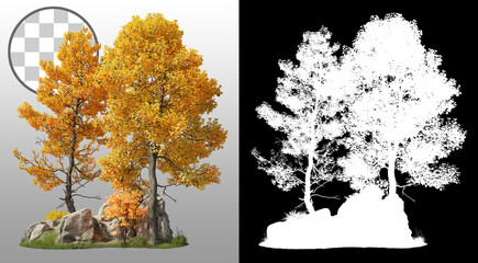 Wall Mural - group of deciduous trees among the rocks. cutout yellow trees in autumn isolated on transparent back
