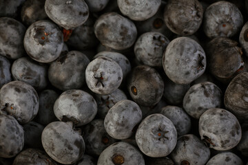 Wall Mural - fresh blueberries in the studio