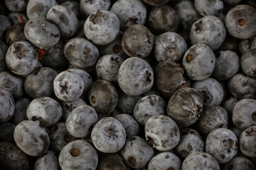 Wall Mural - fresh blueberries in the studio