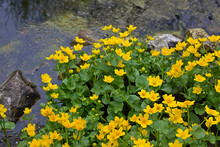 Yellow Flowers In The Pond Free Stock Photo - Public Domain Pictures