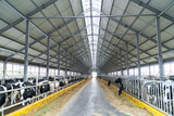 Fototapeta Miasto - Milk production hangar. Rural barn cow farming milk.