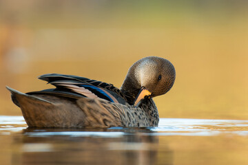 Wall Mural - White-cheeked pintail (Anas bahamensis), with the beautiful yellow coloured water surface. Beautiful brown duck from the river in the morning mist. Wildlife scene from nature, Czech Republic