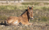 Fototapeta Zwierzęta - Wild Horse Foal in the Utah Desert
