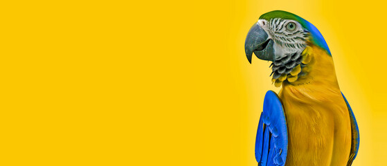 3d illustration of Scarlet Macaw Parrot on yellow background 