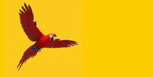 3d Illustration Of Scarlet Macaw Parrot On Yellow Background 