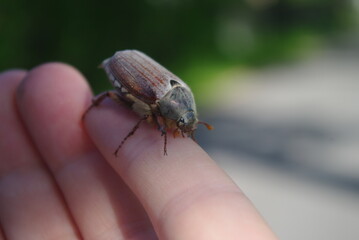 may beetle on the hand