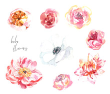 Watercolor Floral Single Isolated Illustration. Peony,anemone,pink,peach, Rose,garden Rose, Ranunculus,english Rose. Rustic,woodland Forest, Shabby Chic, Botanical Diy Element,create Flower Wreath