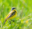 Bird yellow wagtail sits on the grass