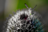 Fototapeta Dmuchawce - szara mucha z zielonymi dużymi oczami