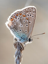 Motyl Modraszek Ikar Na Suchej Trawie Z Dużymi Czarnymi Oczami